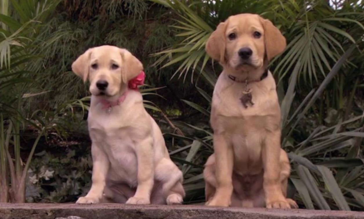 Marley y yo 2 (2011)